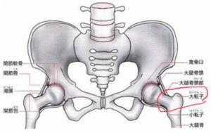産後の骨盤ベルトの巻き方 兵庫県伊丹市のマタニティ 産後骨盤矯正専門院 スリール マタニティ 産後骨盤矯正専門のママリュクス Mamaluxe